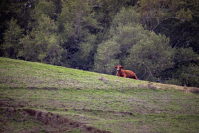 La Nature