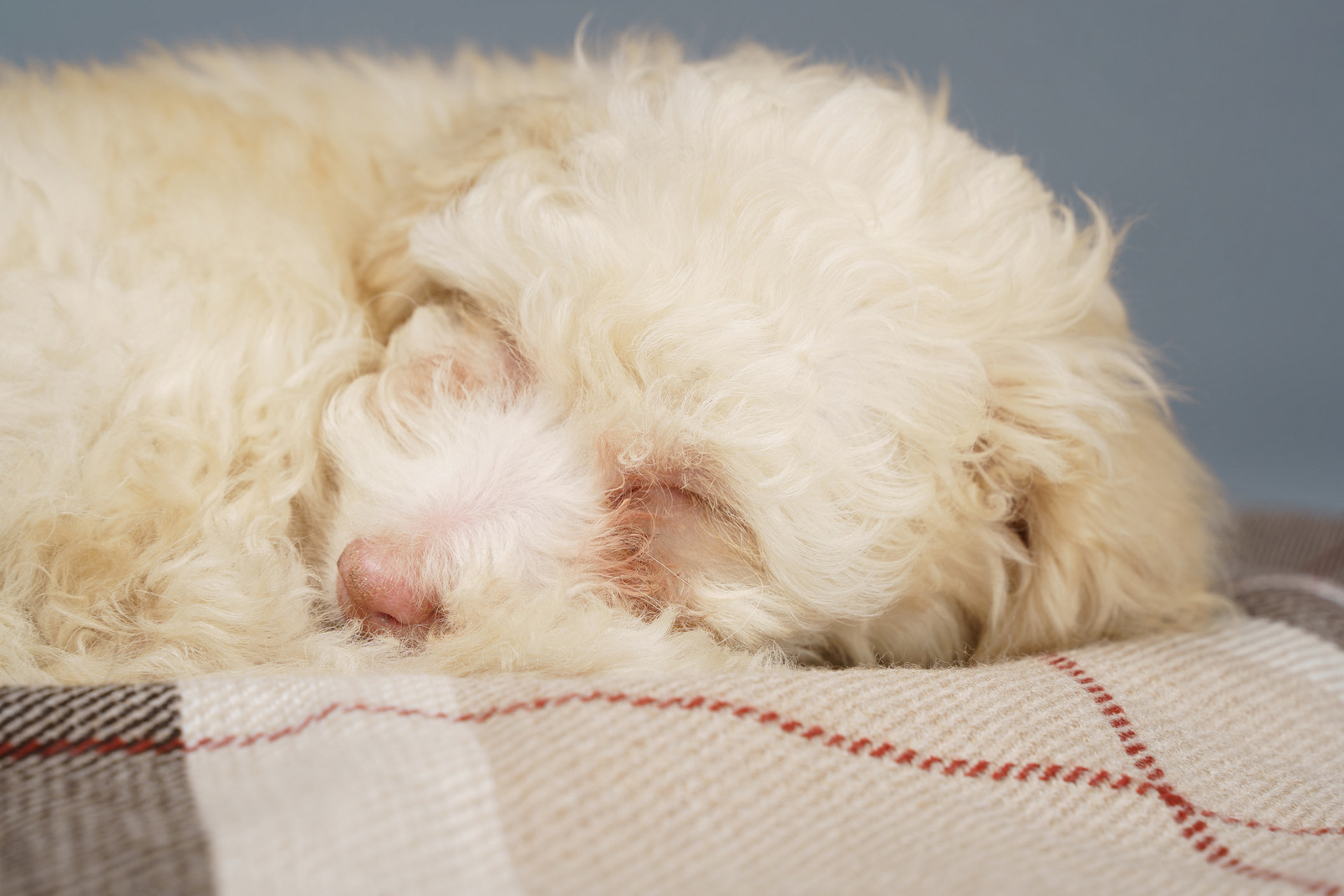 Close-up of a tiny puppy sleeping on a checked blanket