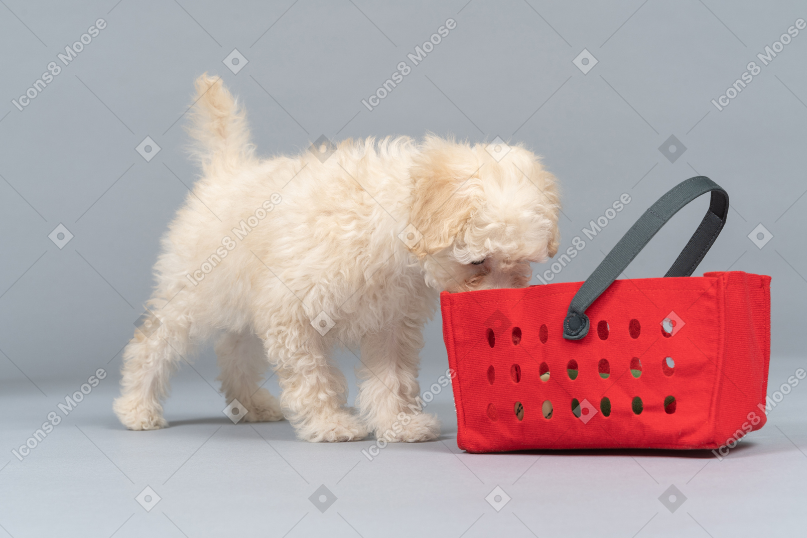 Poodle branco, inspecionando uma cesta vermelha
