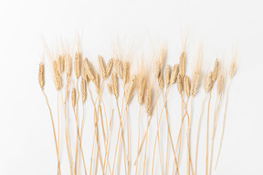 Wheat ears on white background