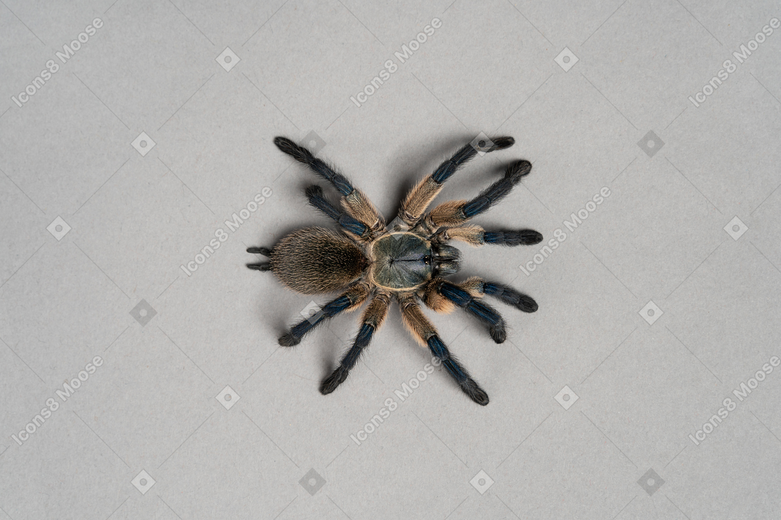 Black spider on grey background