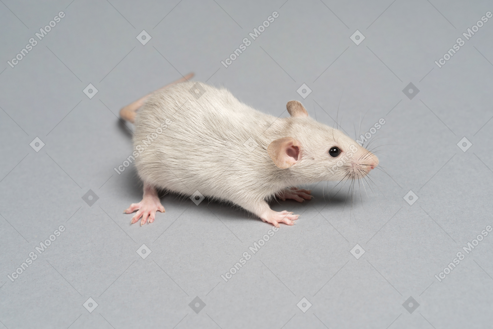 A nice fluffy gray mouse