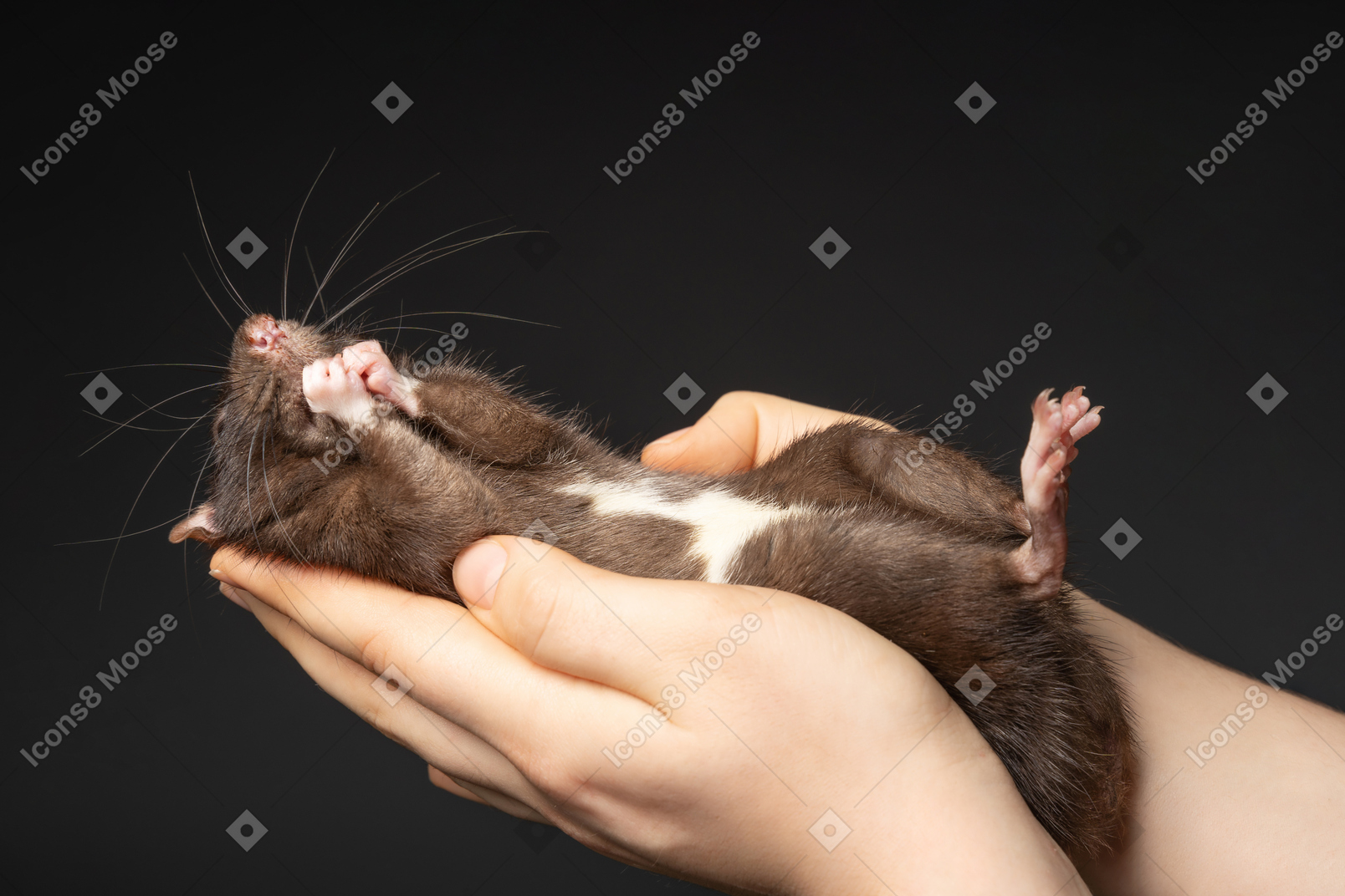 Lindo ratón marrón comiendo en manos humanas