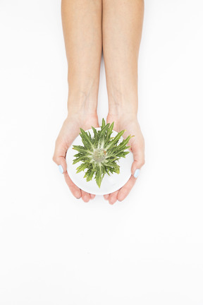 Female hands holding green plant in pot