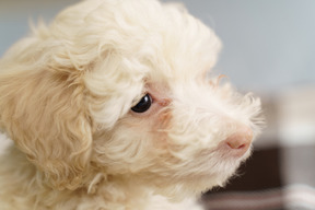 Close-up de um pequeno poodle olhando para o lado