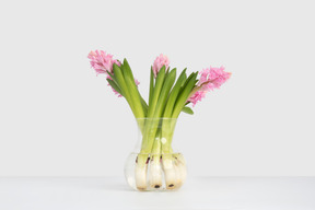 Hyacinth bulbs