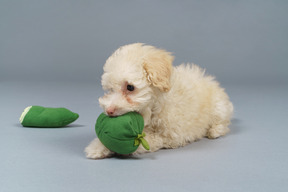 De corpo inteiro de um pequeno poodle brincando com vegetais de brinquedo