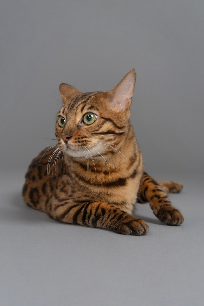 Bengal cat reacting to noise