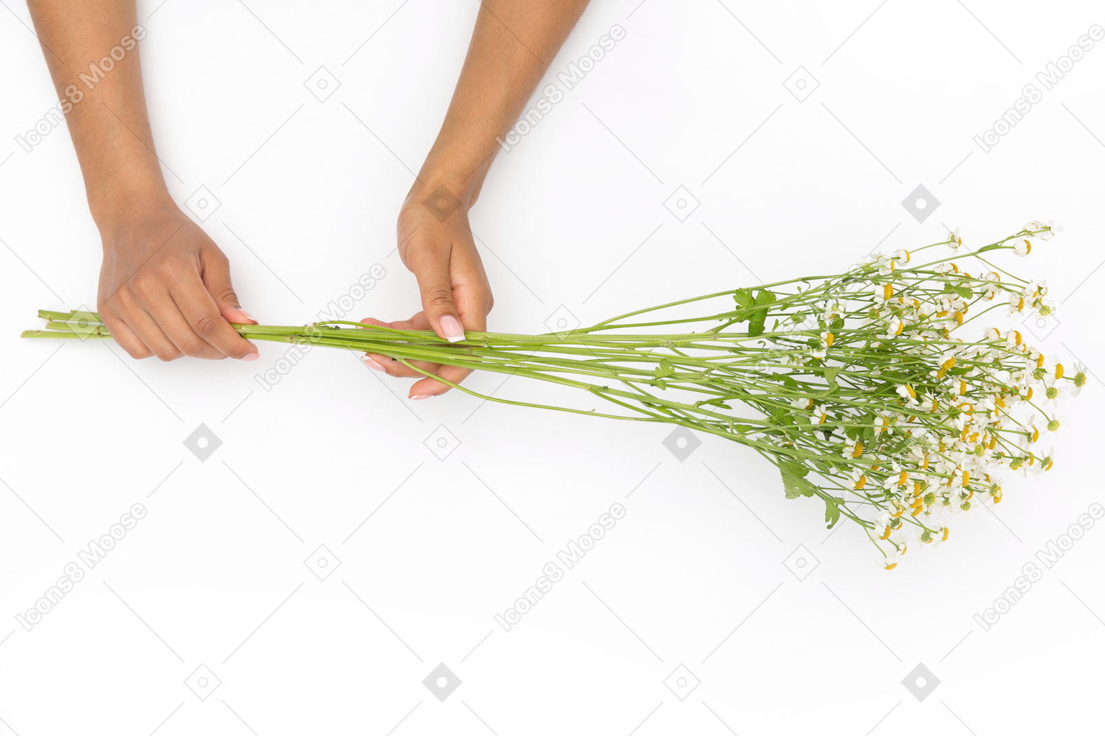 Female hands holding flower twig