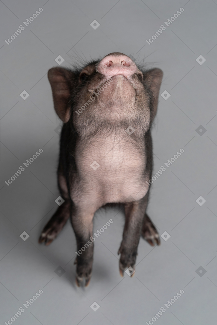 Um mini porco fofo olhando para cima