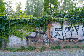 Backsteinmauer mit graffiti, die mit efeu bedeckt sind