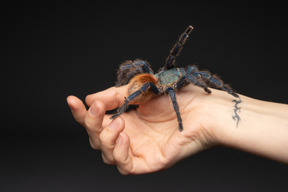 Große vogelspinne kriecht auf menschlicher hand