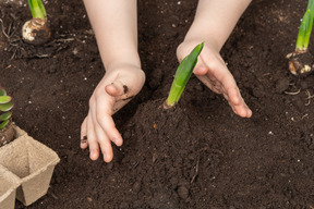 Mãos humanas segurando uma pequena planta