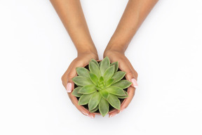 女性の手が鍋に多肉植物を保持