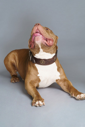 Front view of a lying bulldog with a dog collar looking  up