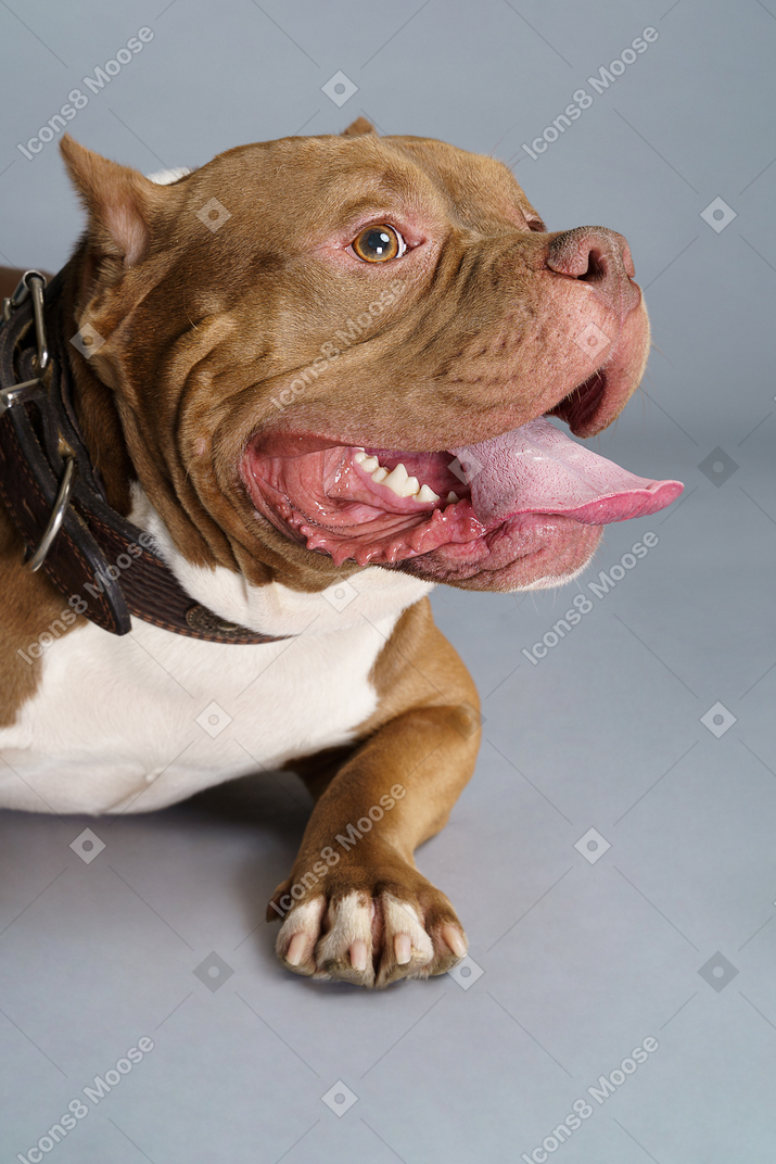 Nahaufnahme einer liegenden bulldogge mit einem hundehalsband, das die kiefer öffnet und zur seite schaut