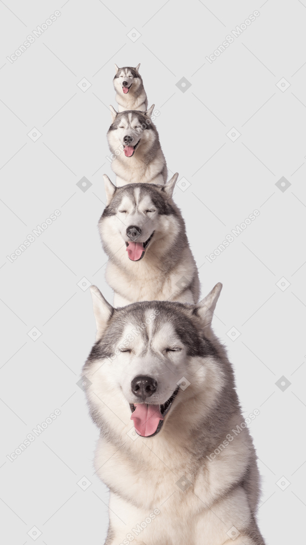 Multiple portraits of the same dog