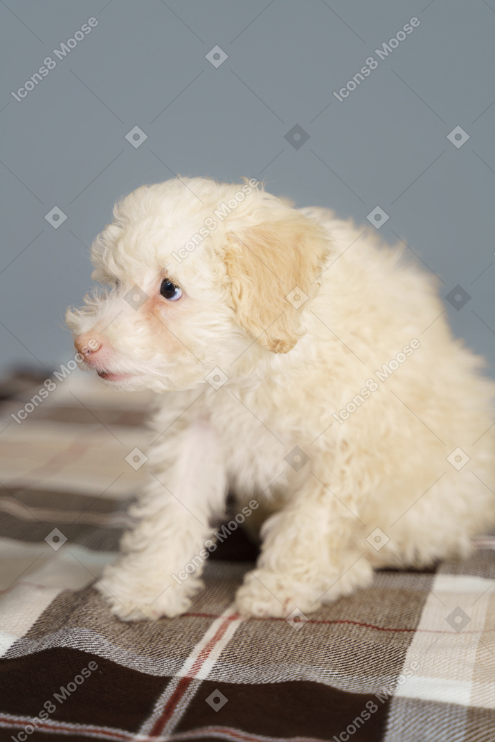 Side view of a  scared white poodle sitting on a checked blanket