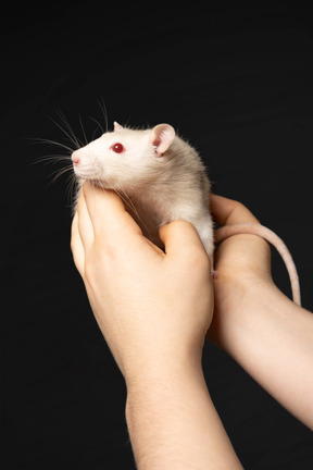 Cute white mouse sitting in human hands