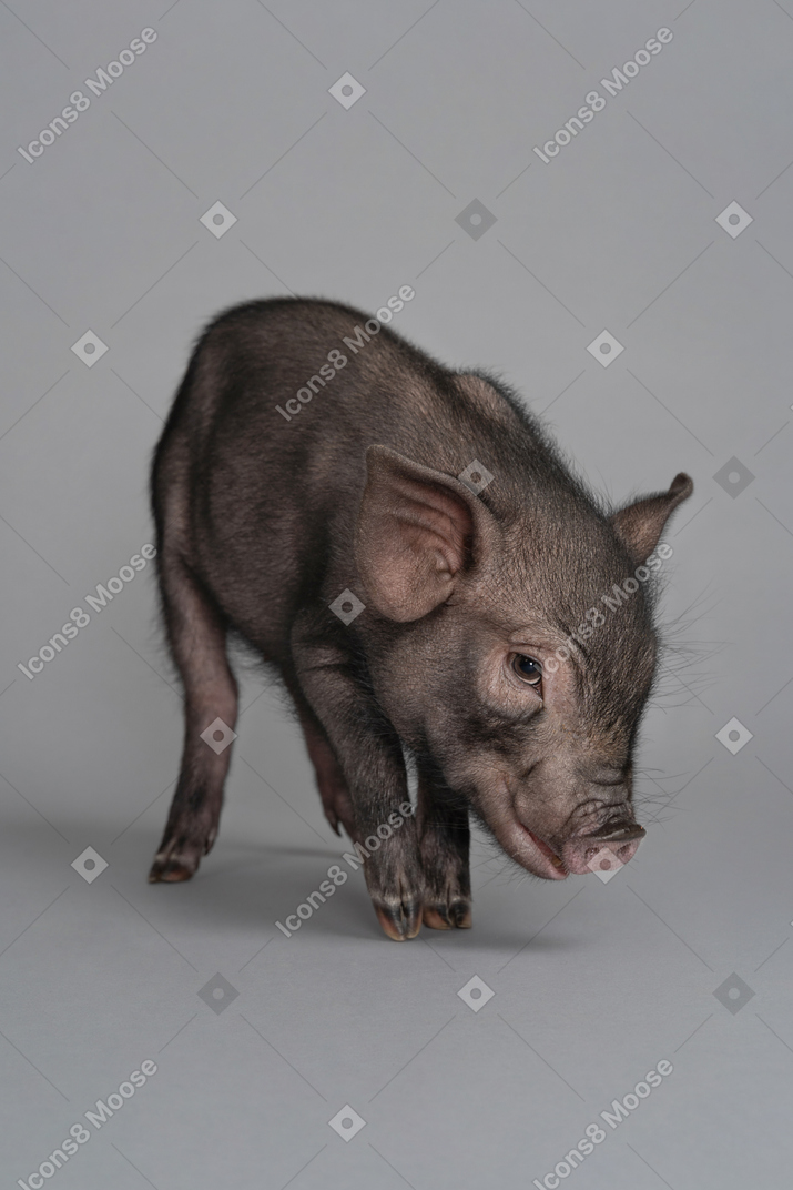 Un lindo cerdo en miniatura que parece pensativo