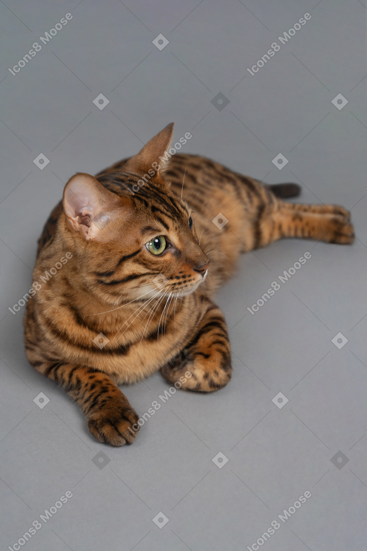 편안한 벵골 고양이