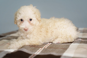 Вид в три четверти крошечного щенка, лежащего на клетчатом одеяле и смотрящего в камеру