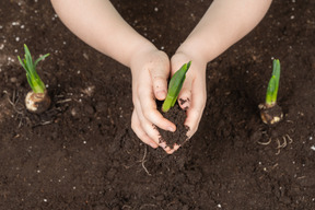 小さな植物を持っている人間の手