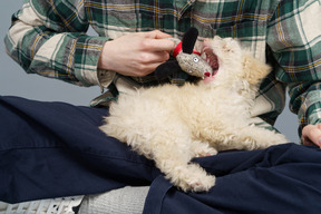 Primo piano di un maestro in una camicia a quadri che gioca con il barboncino bianco