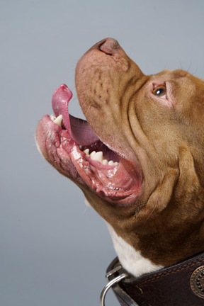 Close-up de um bulldog marrom mostrando a língua e olhando para cima