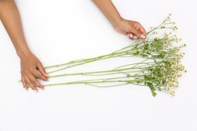 Femininas mãos segurando um galho de flor