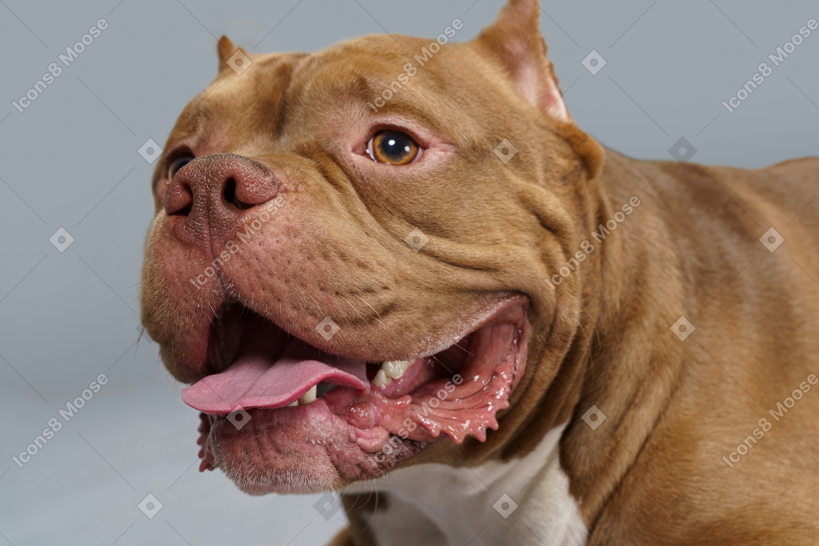 Front view of a brown bulldog opening jaws and looking aside