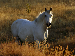 Animaux