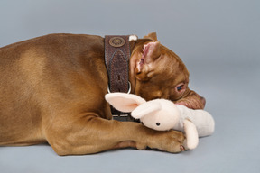 Vista laterale di un bulldog marrone che morde un coniglietto giocattolo