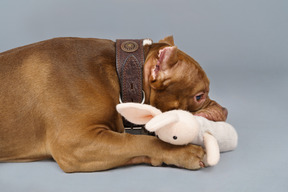 Side view of a brown bulldog biting a toy bunny