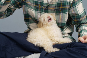 Close-up of a master in a checked shirt playing with white poodle
