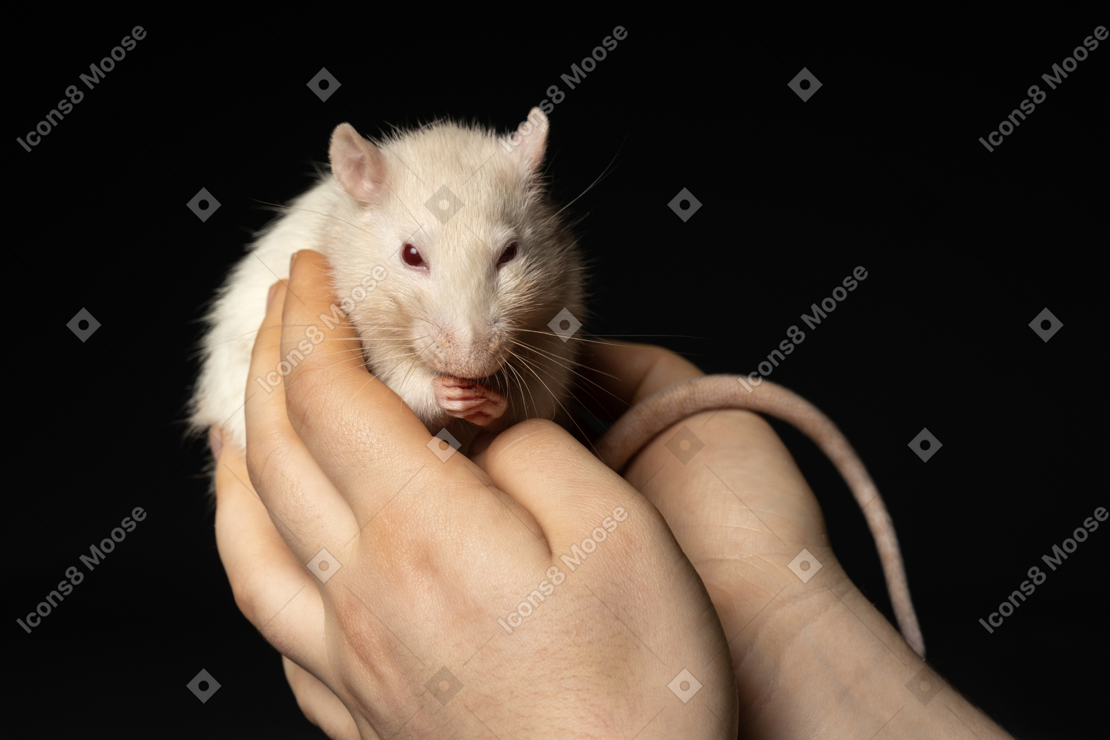 White mouse in human hands