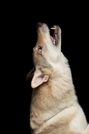 Pastor alemão, sentindo-se como um lobo