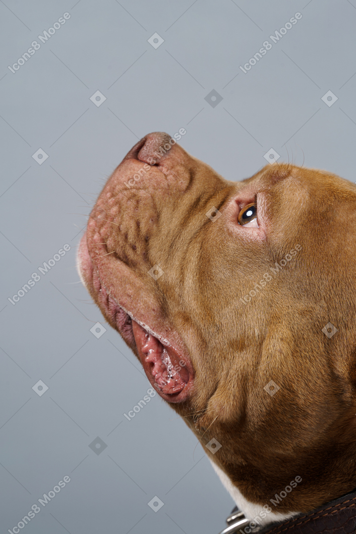 Side close-up portrait of a brown bulldog looking aside