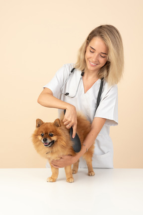 Atractivo veterinario cepillando un spitz rojo