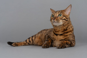 Bengal cat looking up