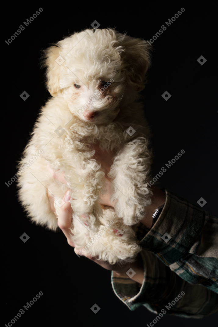 Poodle branco em mãos humanas isoladas em preto