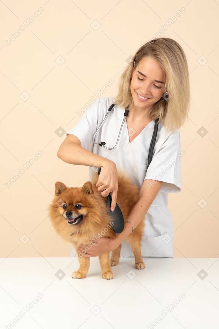 Attractive veterenarian brushing a red spitz