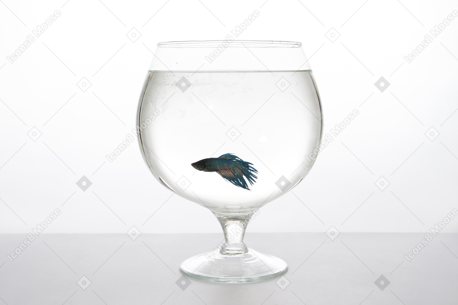 Blue fish in a brandy glass