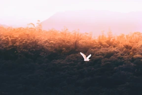 Naturaleza