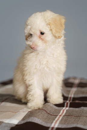 Vista frontal de um poodle fofo sentado em um cobertor olhando para baixo