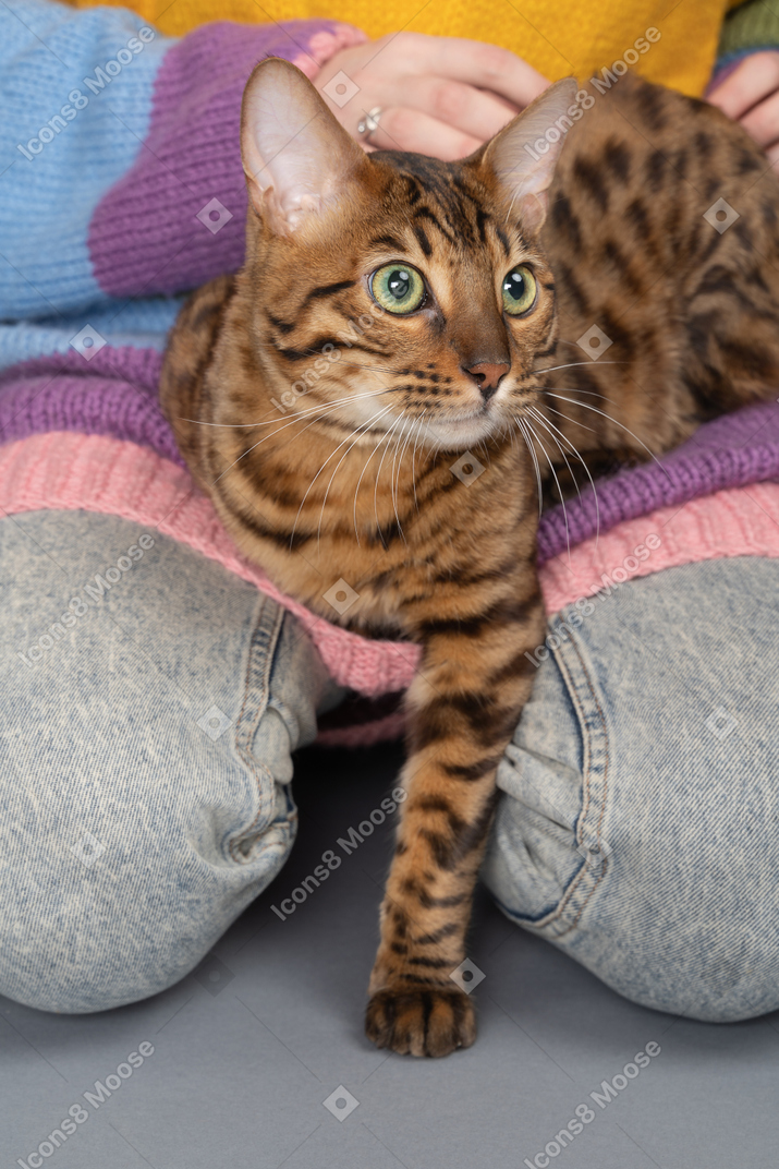 Cute bengal cat shows its paw