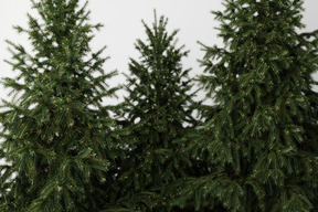 Sapins dans une forêt de conifères