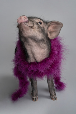 A cute little piggy looks proud to be so stylish