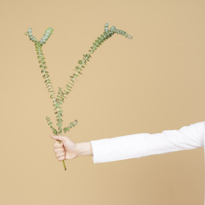 Mano femenina sosteniendo la ramita de la planta