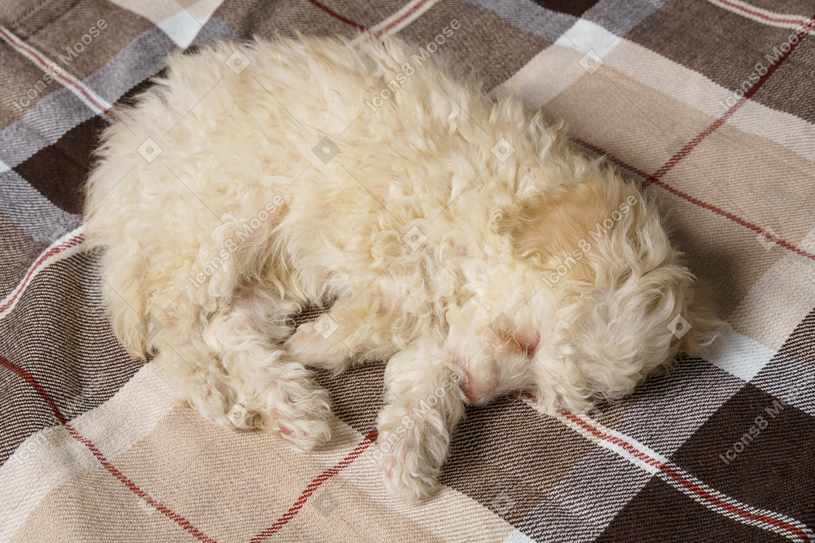 Full-length of a sleepy poodle lying on a checked blanket